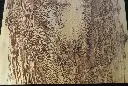 DSCF5149.webp