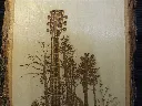 DSCF5343.webp
