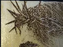 DSCF5371.webp