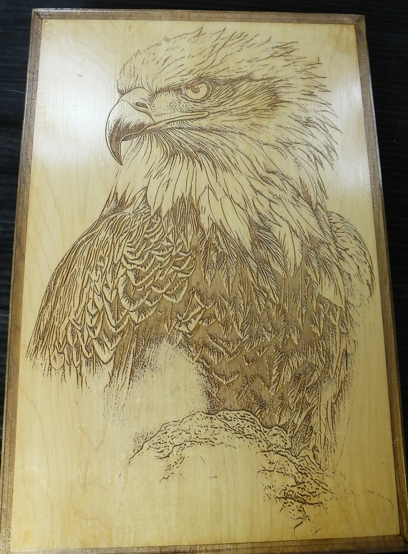 American Bald Eagle