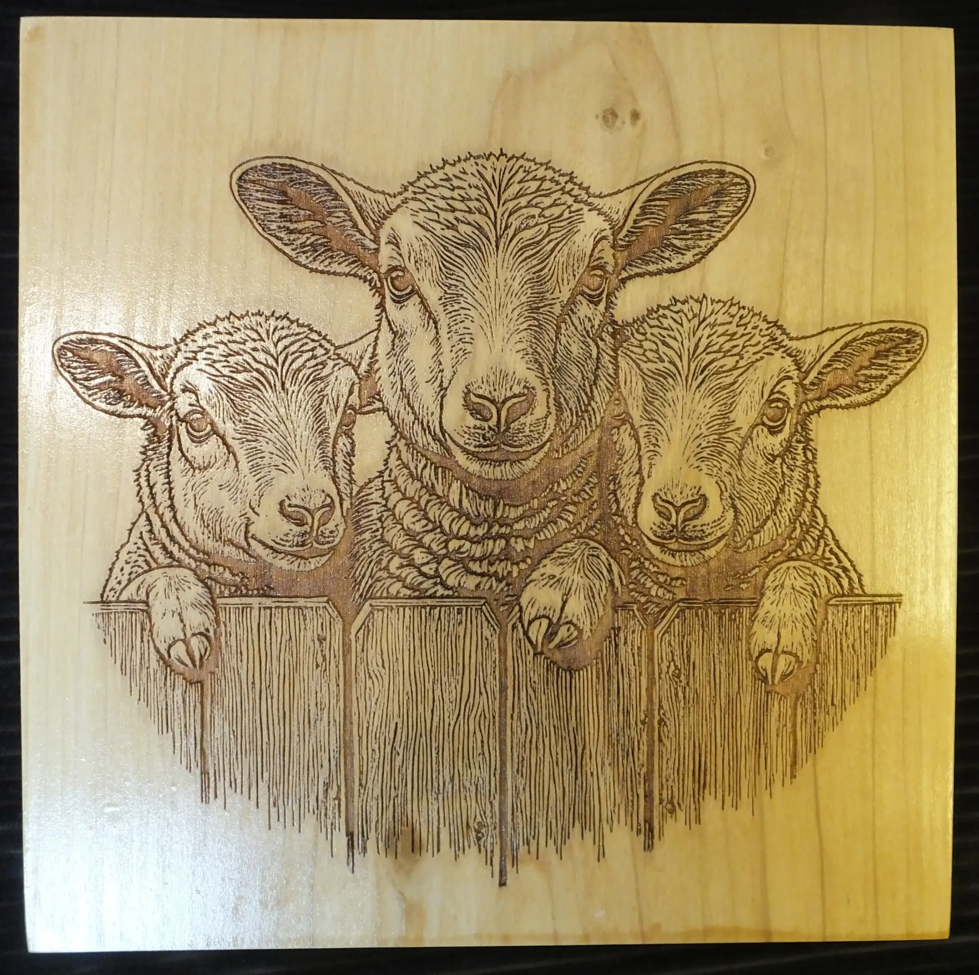 Three Sheep on a Fence