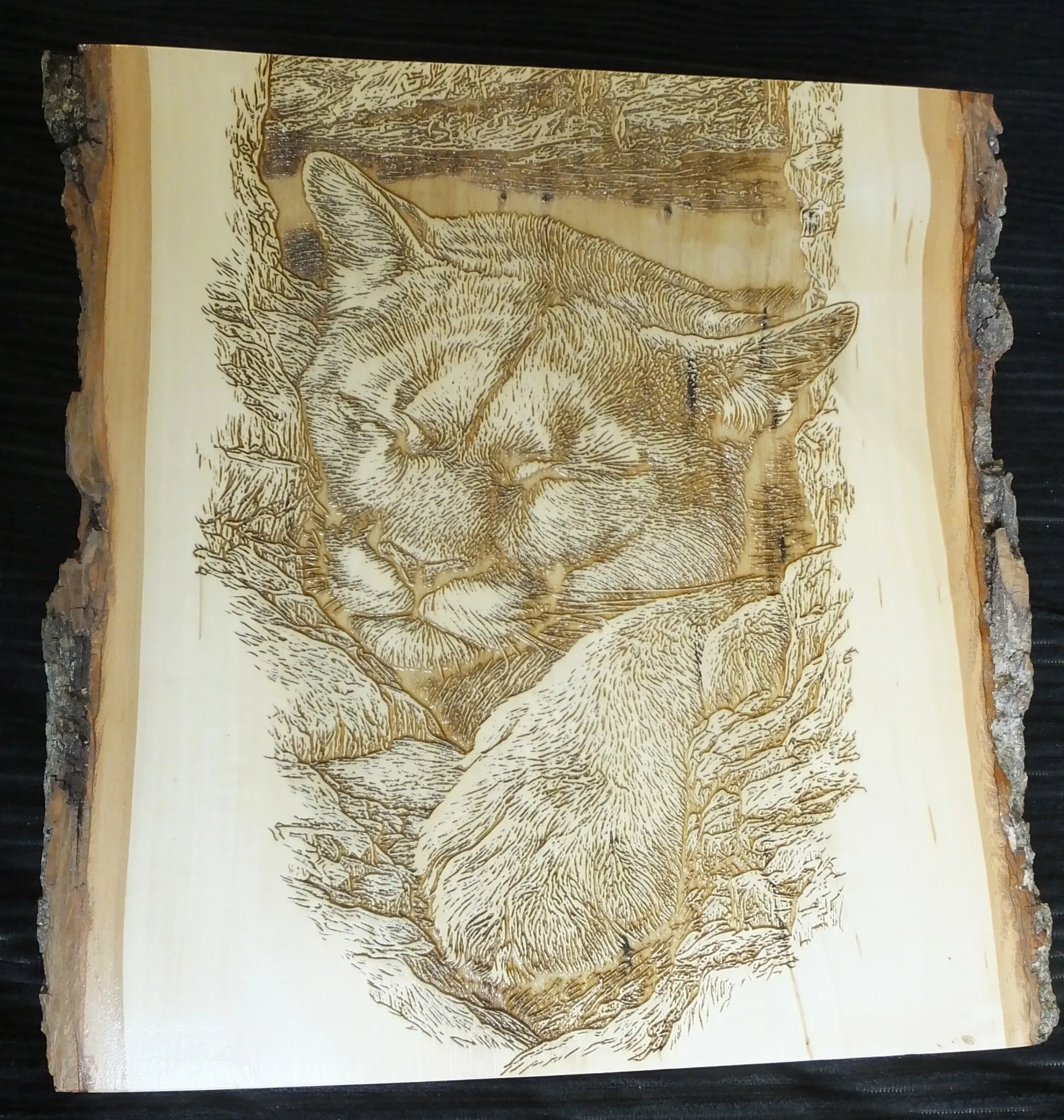 Sleeping Mountain Lion