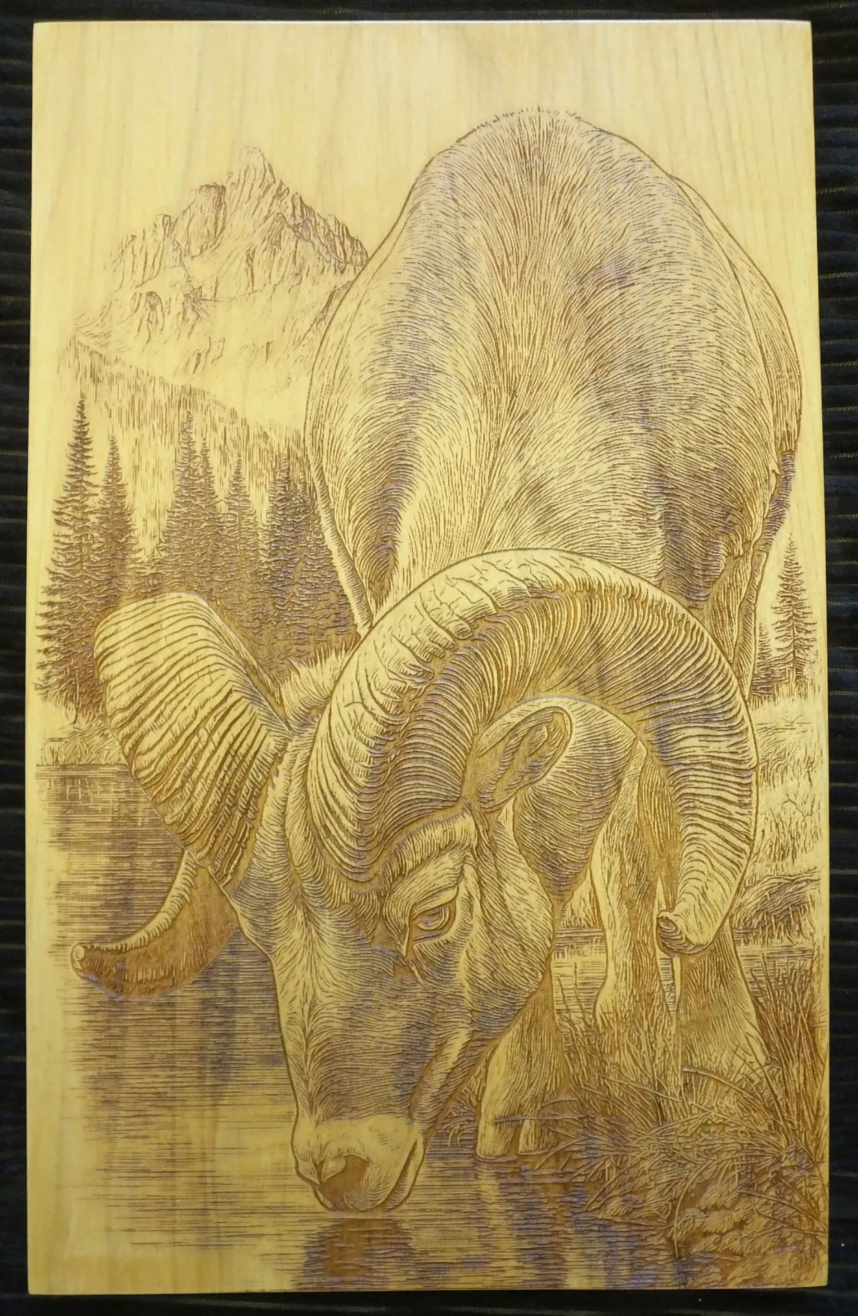 Bighorn Sheep
