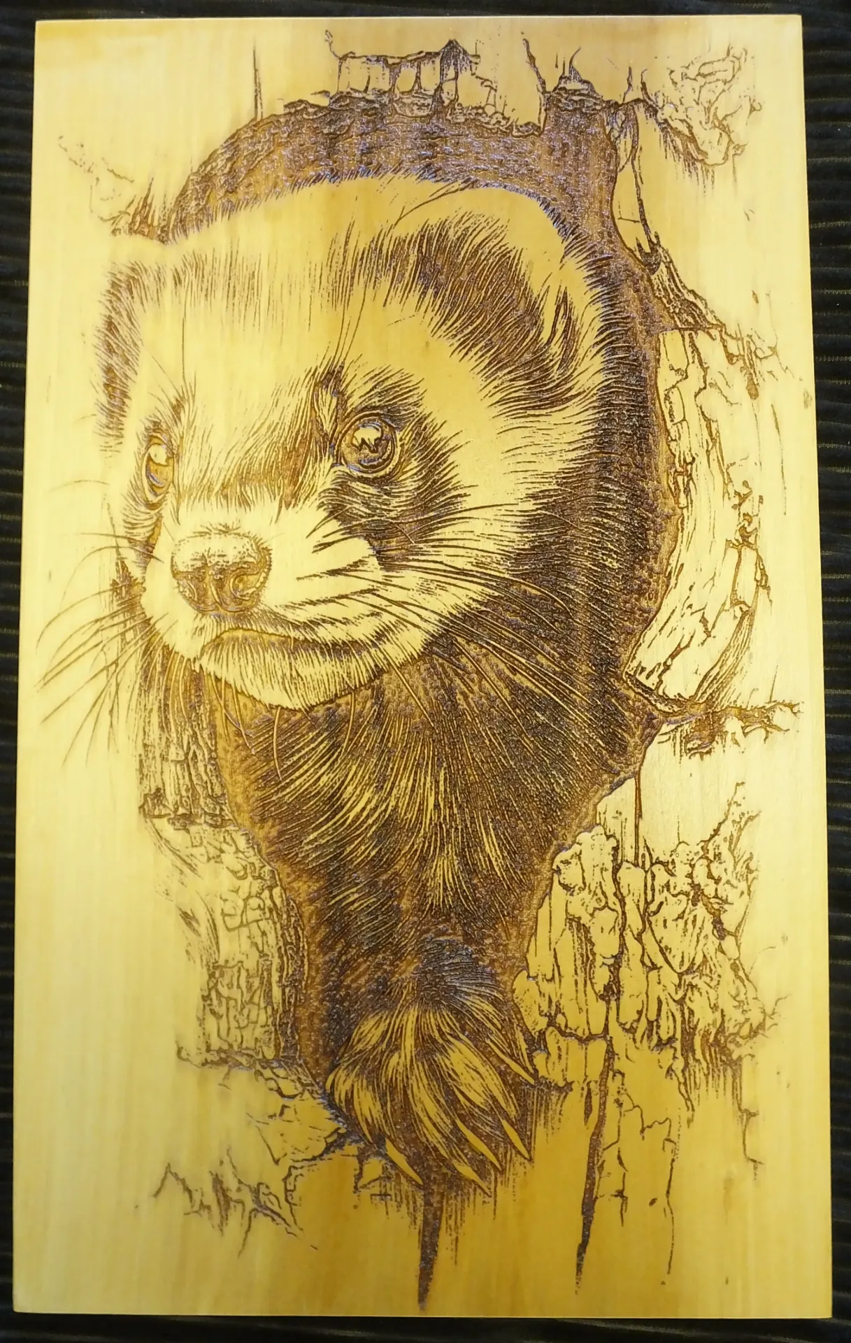 Ferret in a Tree