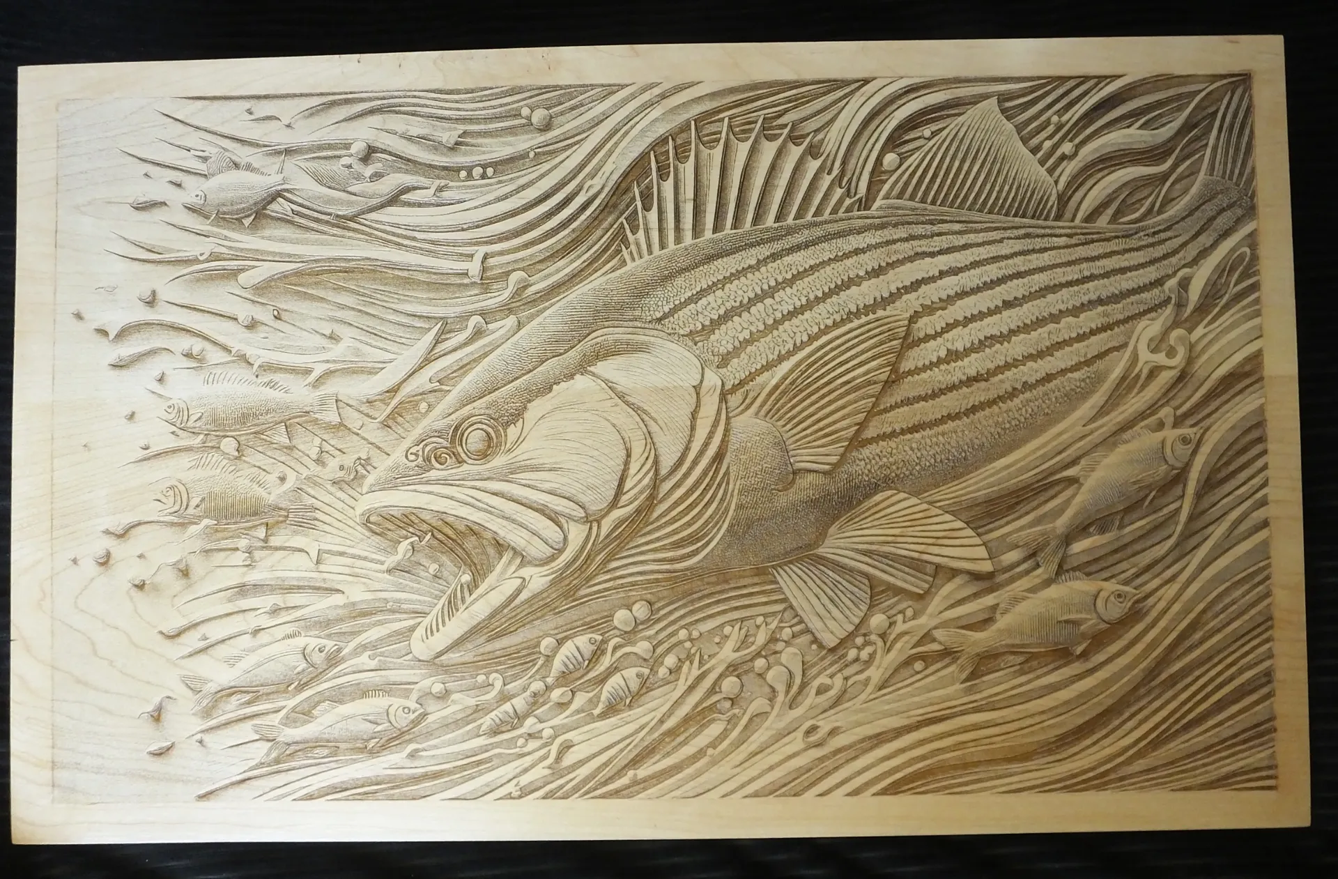 Striped Bass Feeding