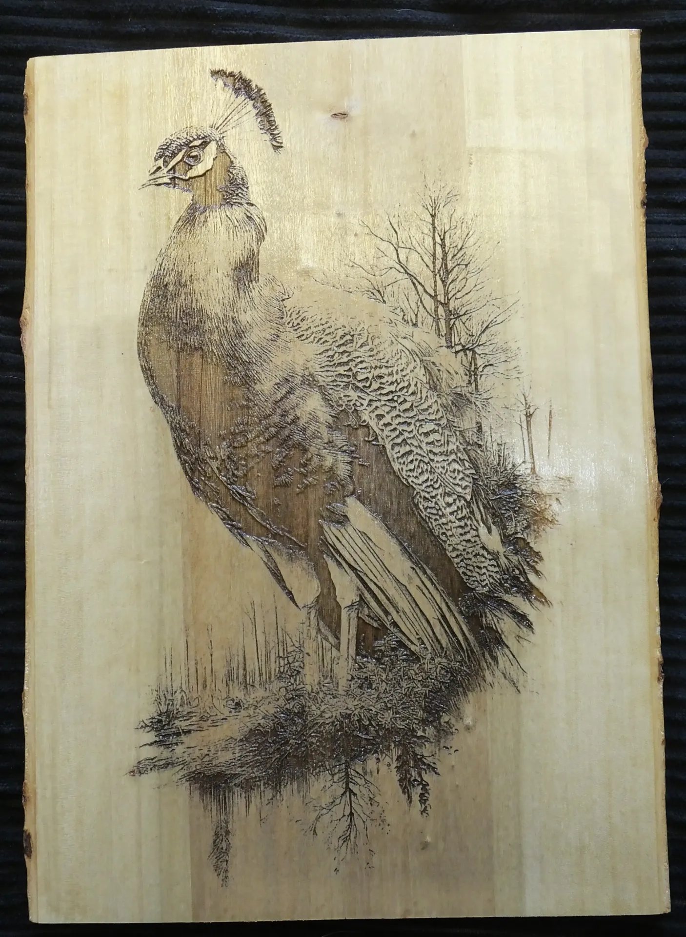 Peacock on Live Edge Wood