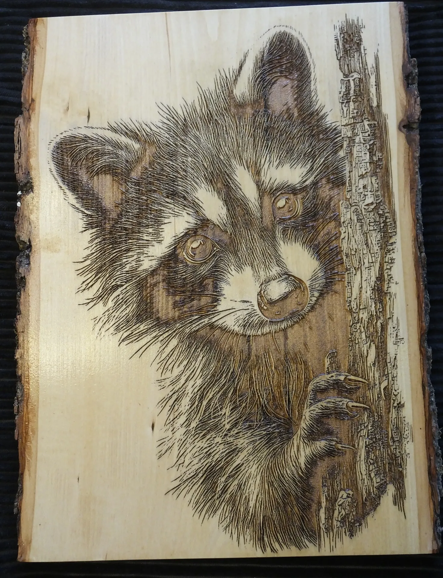 Cute Racoon on Live Edge Basswood