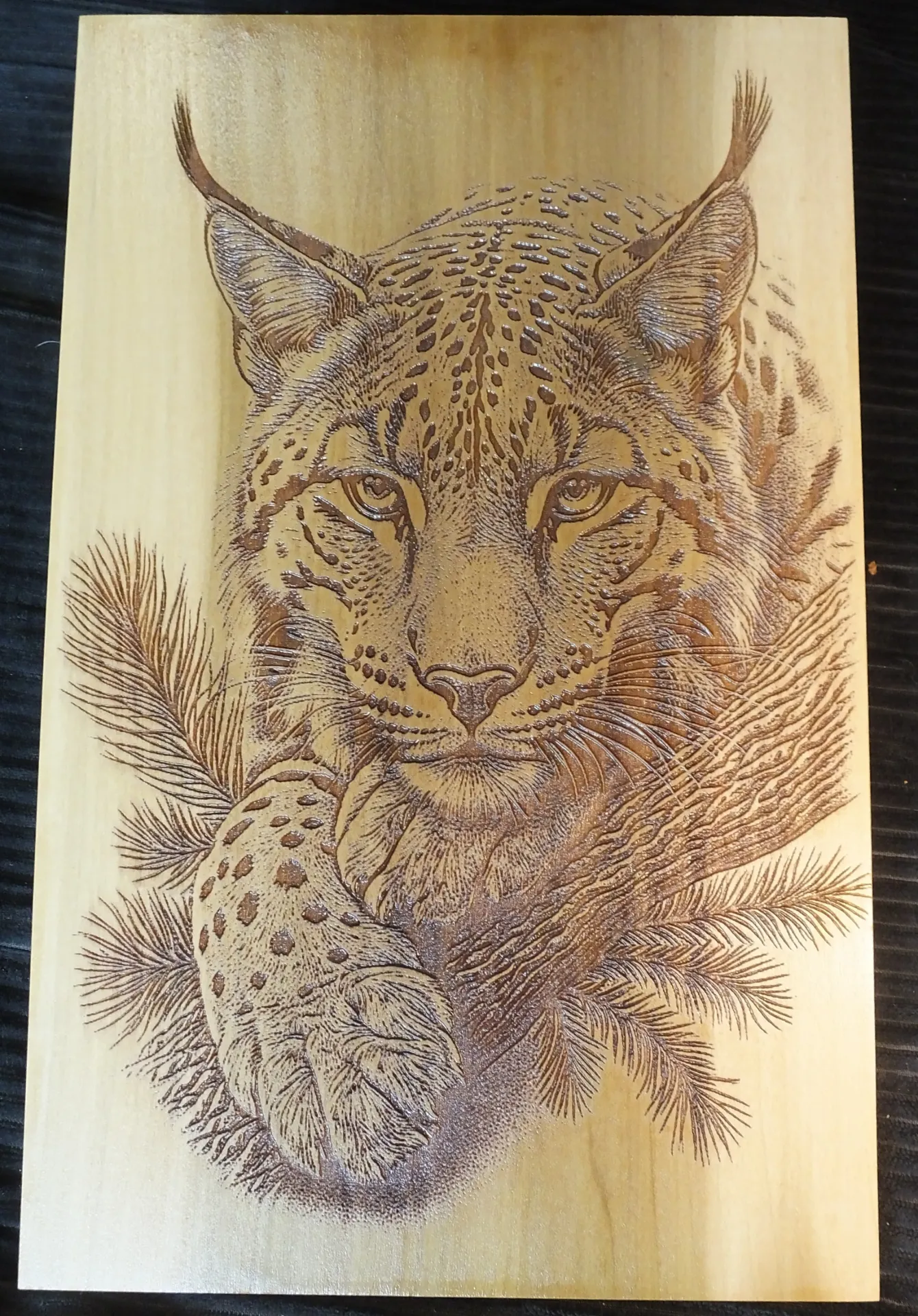 Staring Lynx