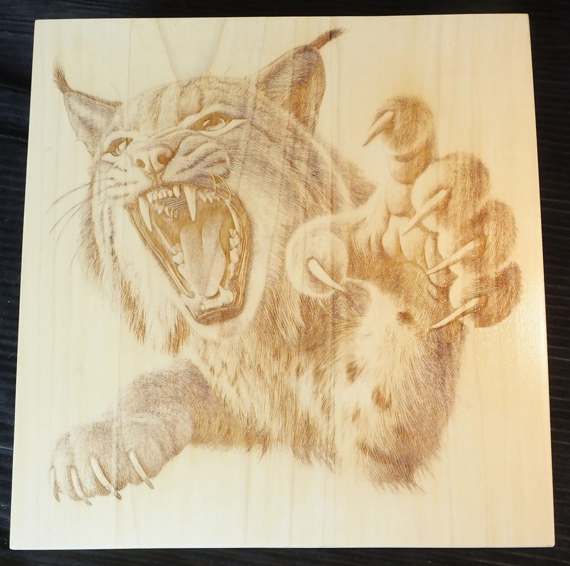 Bobcat Attacking