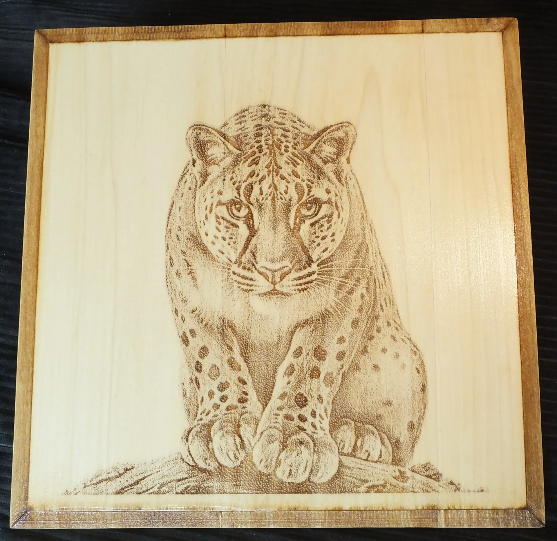 Leopard Sitting