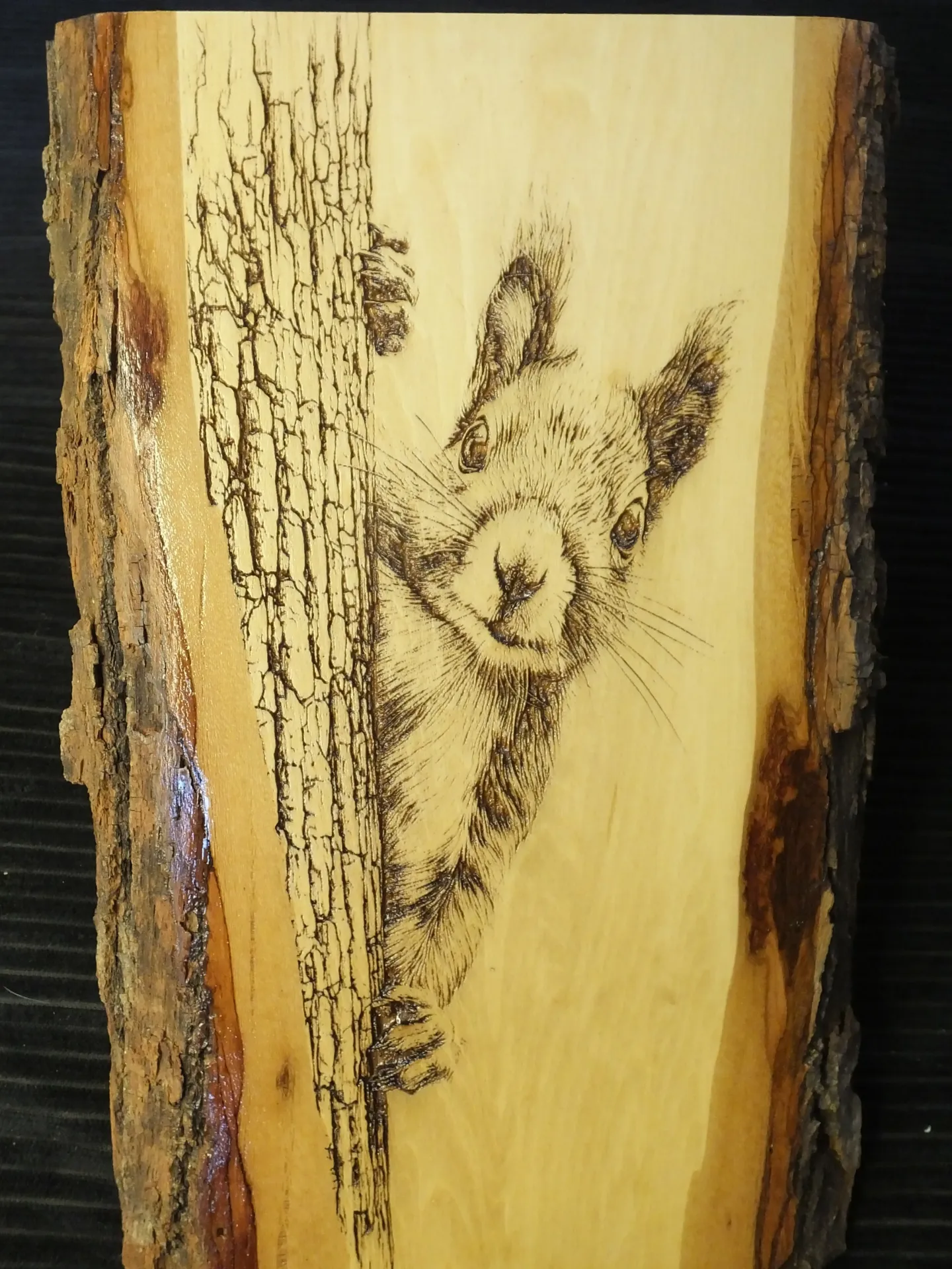 Squirrel in a Tree