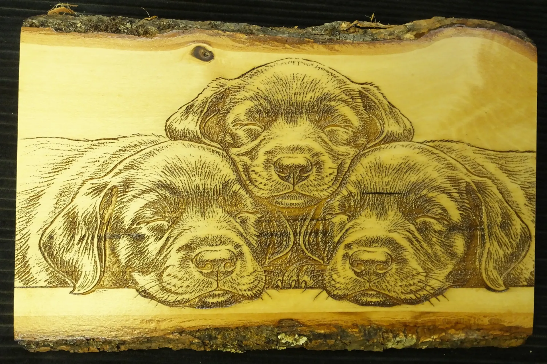 Three Lab Pups Sleeping